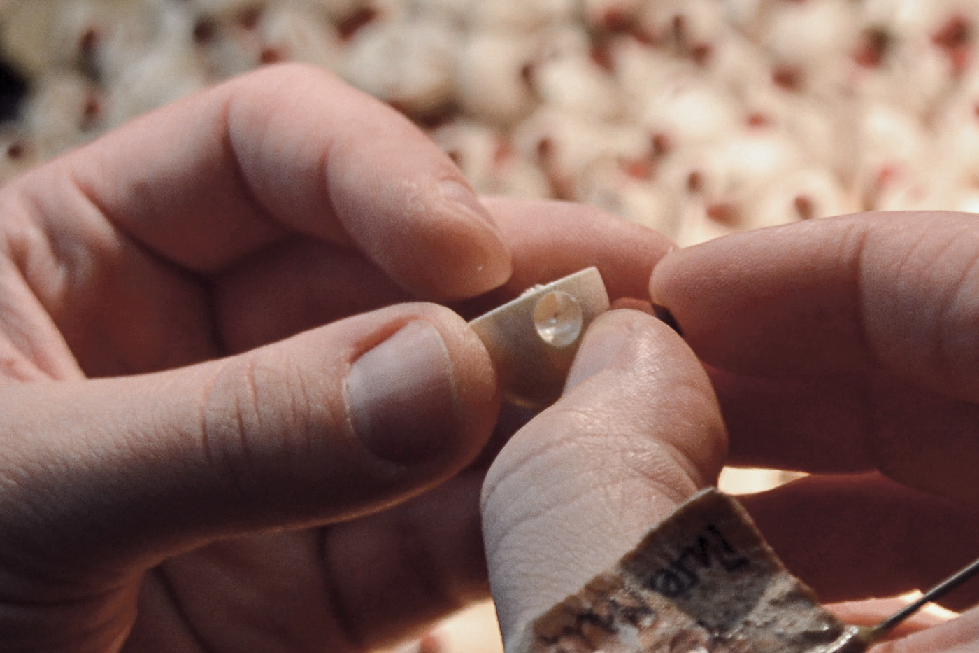 „Gesichts-Chirurgie” für die Rotnasen