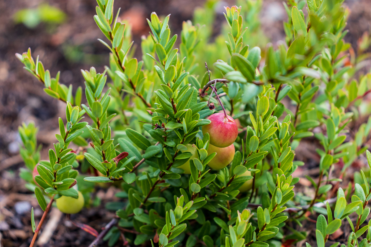 … inmitten von Moosbeeren …