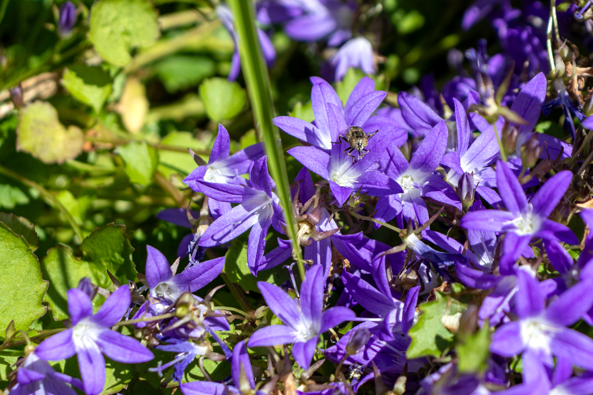 … Glockenblumen …