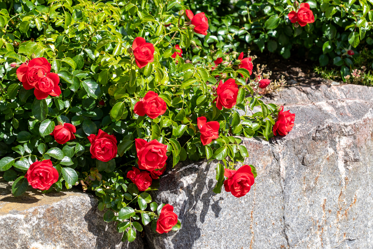 … Staudenrosen …